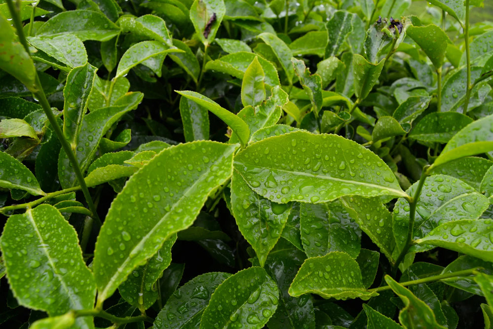 L-Theanine