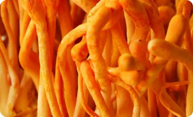 Cordyceps