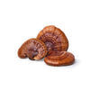 Reishi Mushroom